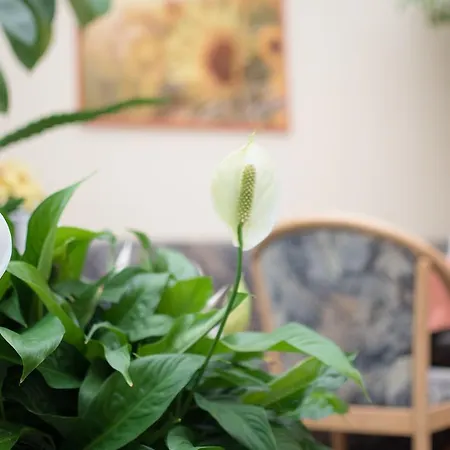 Regina - Inh. Monique Kluge 3* Gotha